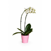 White Orchid