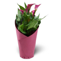 Pink kala in a gift box