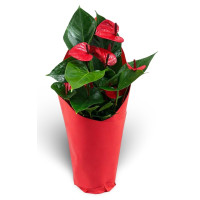 Red Anthurium