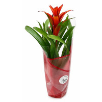 Guzmania in an assortment of varieties, presented in gift packaging.