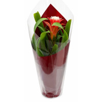 Guzmania in an assortment of varieties, presented in gift packaging