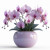 Flower pots 