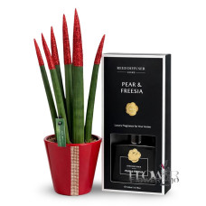 Gift Set with Red Flower and Pear & Freesia Diffuser