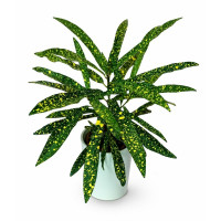 Croton