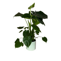 The Monstera