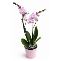 Double-barreled orchid in a planter